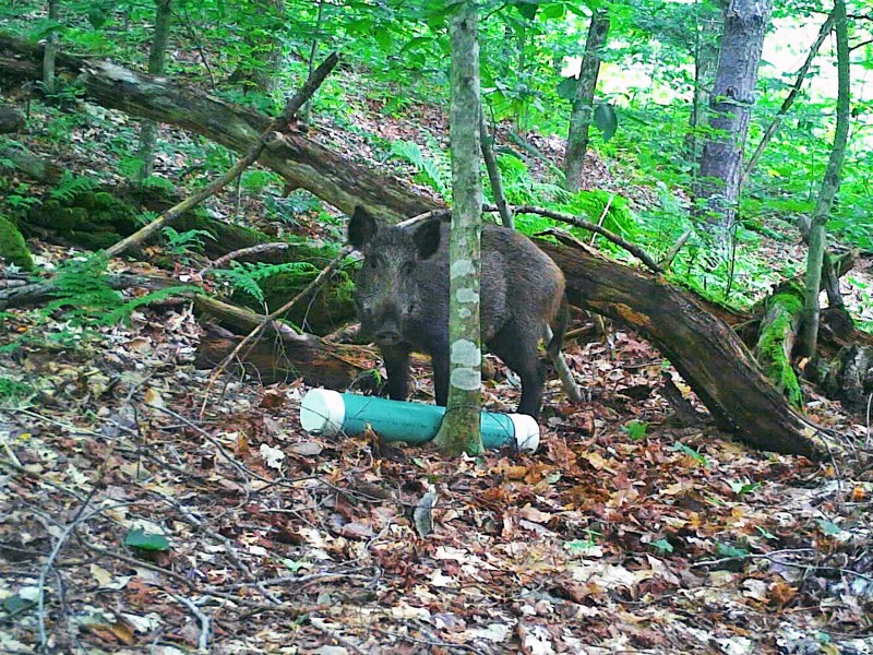 A feral swine in a forest as caught on a game camera.