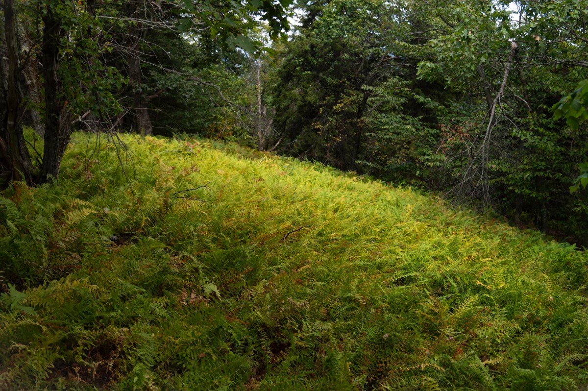 A sloped forest clearing with dense green and yellow ferns, surrounded by trees with green foliage under diffused daylight.