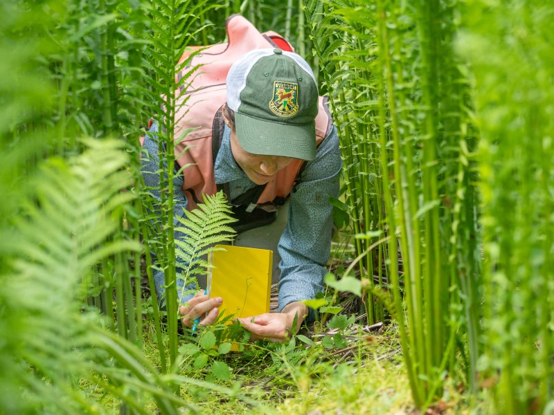 A person wearing a green cap and backpack is crouching among tall green plants, closely examining a small yellow square on the ground.