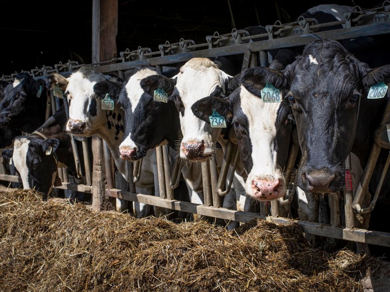 A row of cows with identification tags feeding on hay in a barn.