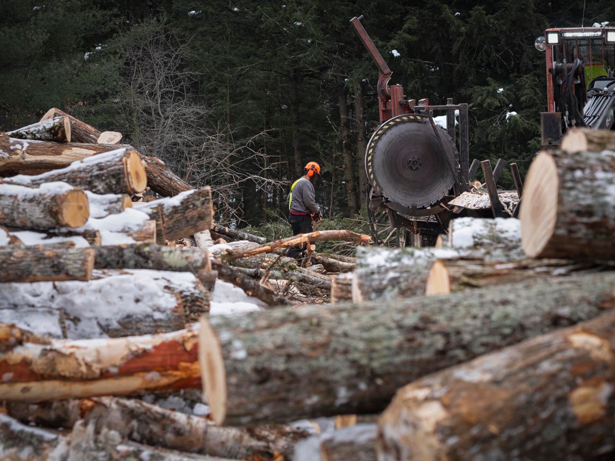 In search of ‘balance’: Conservationists wade into an age-old debate as they seek more protection for forests
