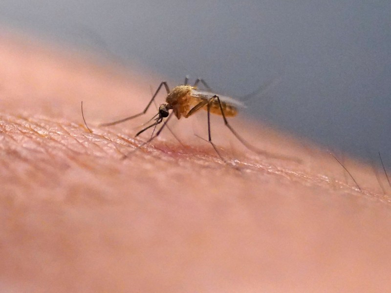 Close-up of a mosquito perched on human skin, with its proboscis inserted, likely feeding.