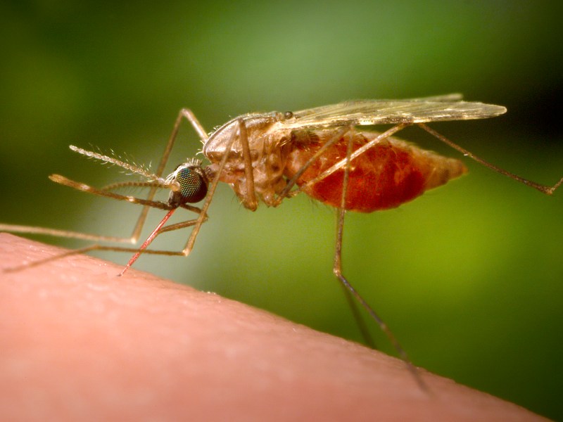 A close-up of a mosquito with a red abdomen, feeding on human skin against a blurred green background.