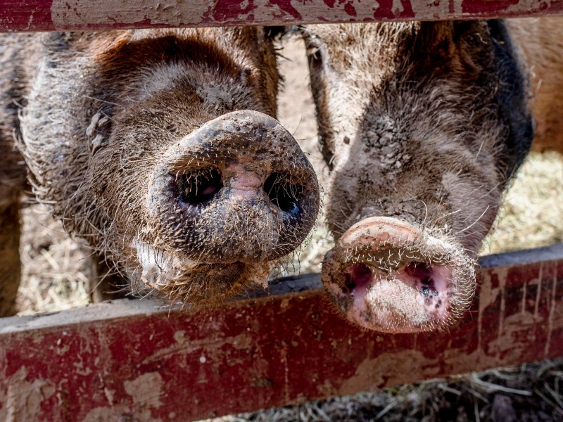 Two pigs press their muddy snouts against a wooden fence, with dirt and straw visible on their faces and in the background.
