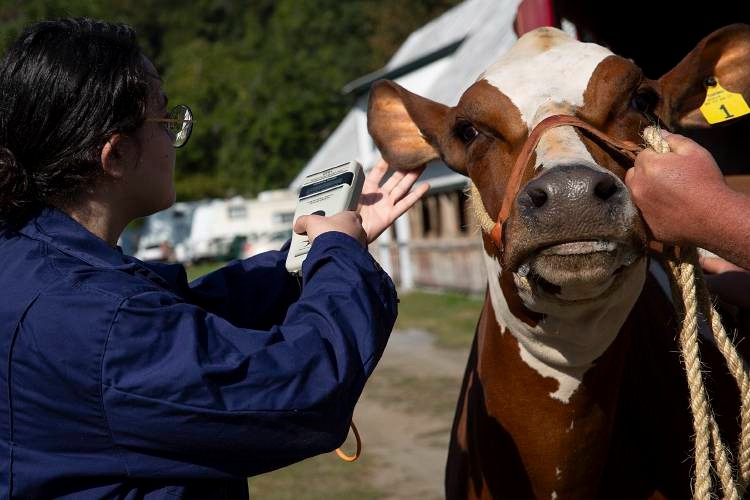 A person in a blue jacket holds a device to the ear of a brown and white cow while another person holds the cow with a rope.