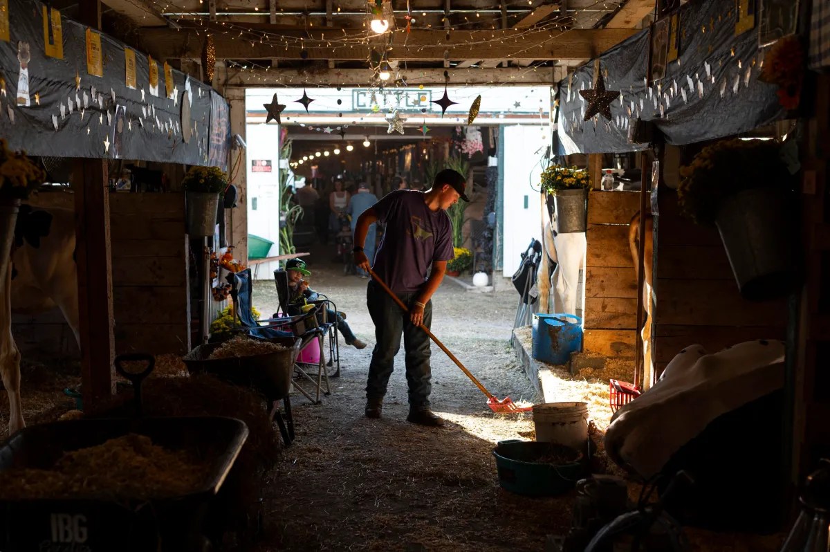A person wearing a cap cleans the floor of a barn with a rake, sunlight streaming in from an open doorway, with cows in stalls on either side.