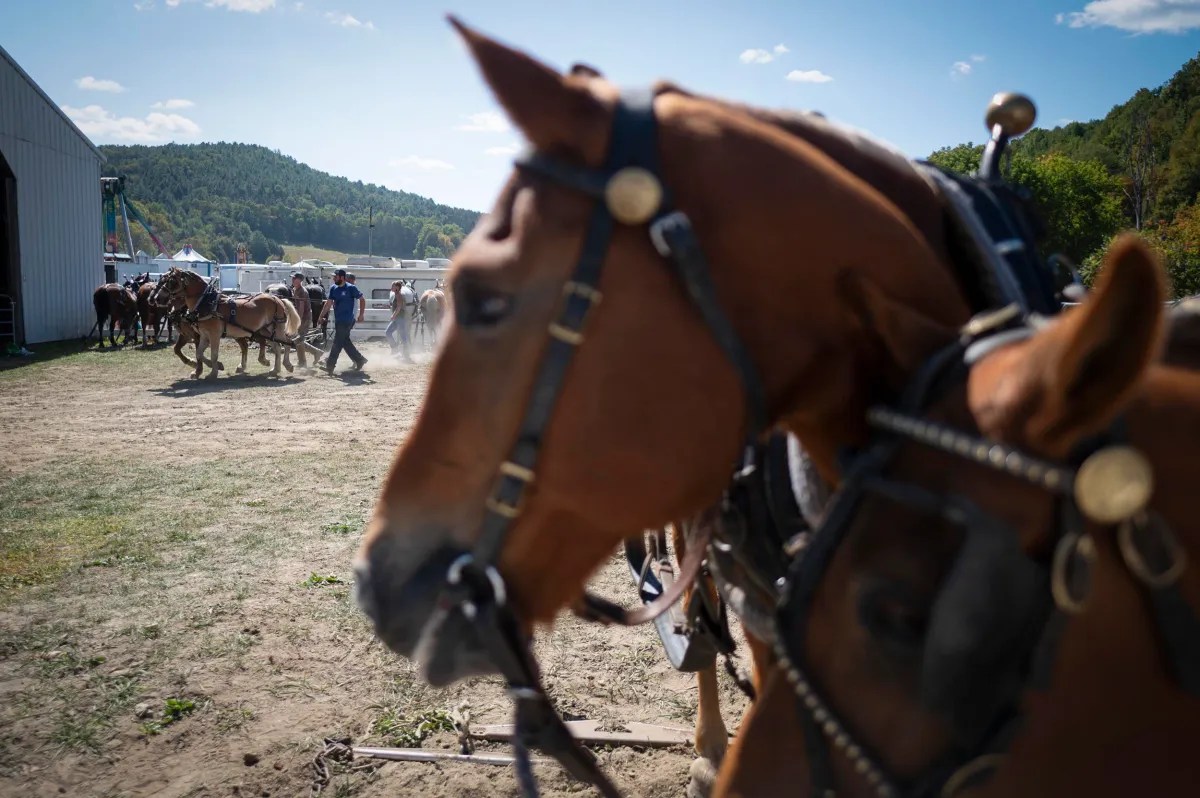 Close-up of two harnessed horses in the foreground, with more horses and people in the background at an outdoor event on a sunny day.