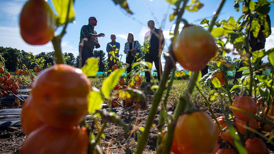 People standing and talking in a tomato field, with ripe tomatoes in the foreground under a clear blue sky.